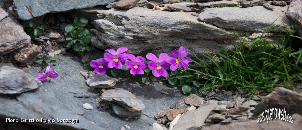 43 Viola comollia (foto Fulvio).jpg